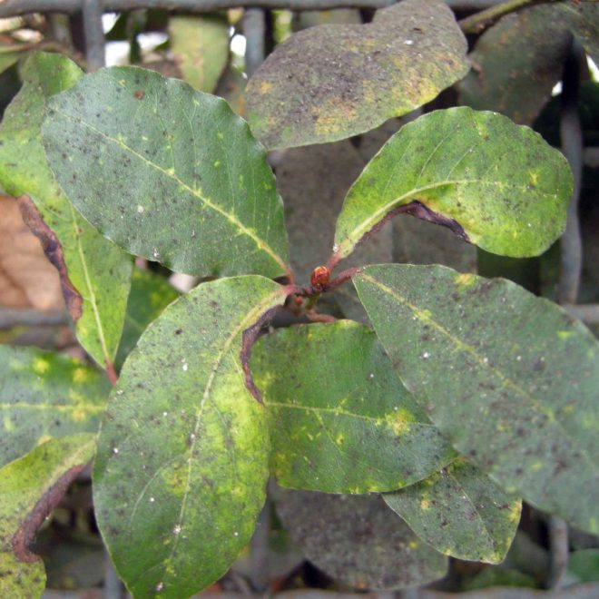 Fumaggine su foglie e rami di alloro (Laurus nobilis)