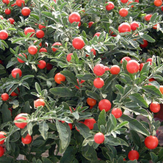 Frutti di Solanum